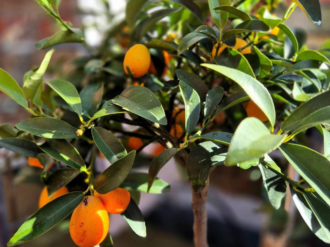 Appelgriebsch in Neukalen, Kummerower See