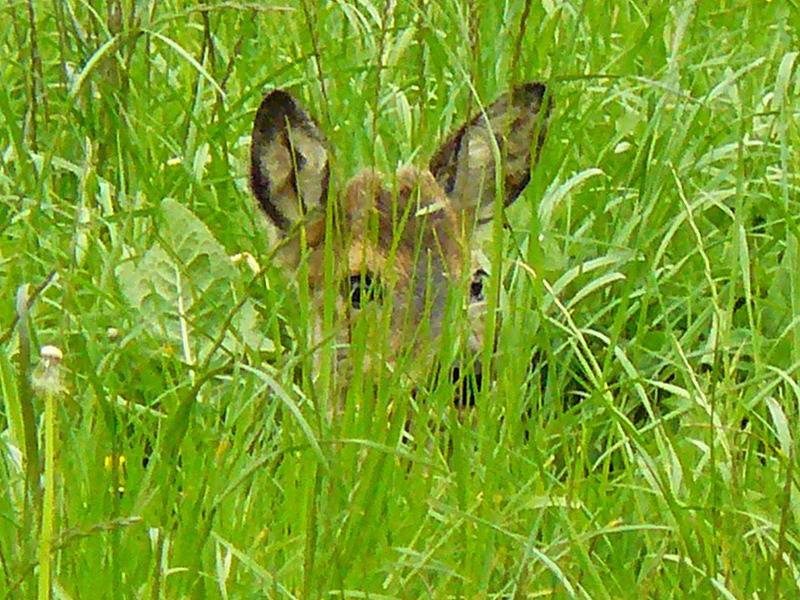 Gîtes de France® - Le Refuge in Tôtes, Région de Dieppe