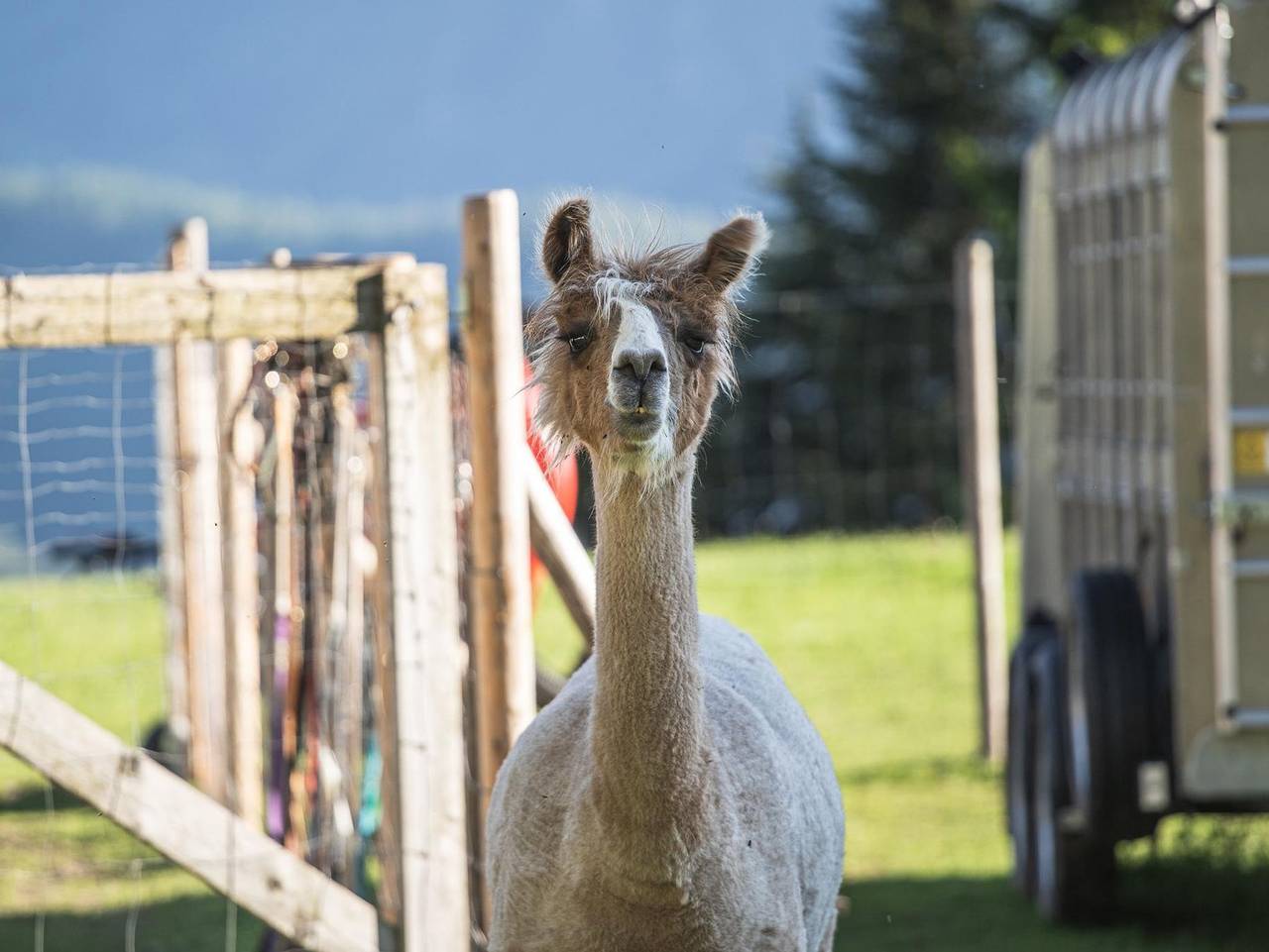 Pension Lindbichler - Dreibettzimmer, Dusche/Bad, Wc (15,16,25,26) in Vorderstoder, Totes Gebirge