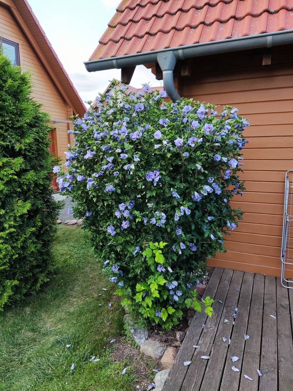 Ferienhaus Bliev-Hee Nr. 4 in Klink, Müritz