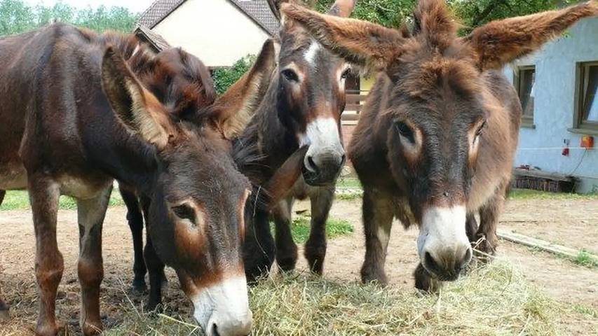 Ferienhaus für 6 Personen, mit Garten in der Pfalz - 4