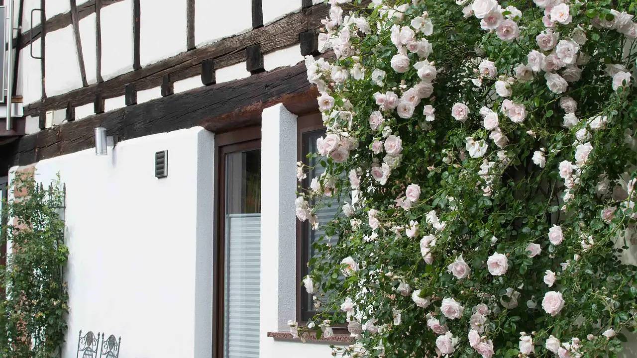 Ganze Ferienwohnung, Ferienwohnung für 1 Person (20 m²) in Minfeld in Minfeld, Rheinebene