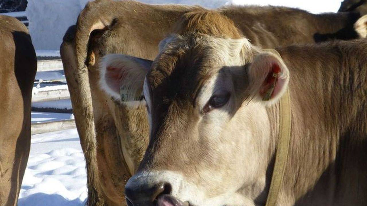 Geheel vakantieappartement, Ferienwohnung für 5 Personen (80 m²) in Nauders in Nauders, Tiroler Oberland