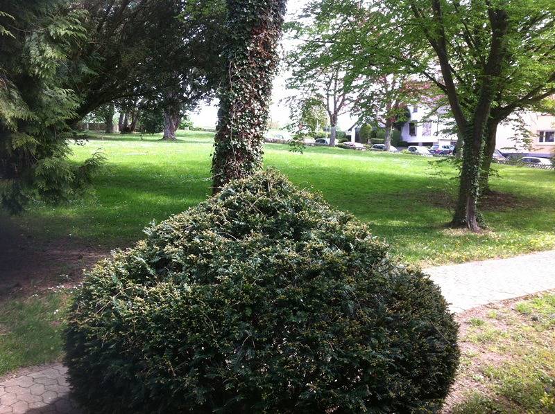 Ganze Ferienwohnung, Ferienwohnungen Fetscher - 1-Zimmer-Fewo 1, Parterre, 24 m² in Reichenau, Untersee