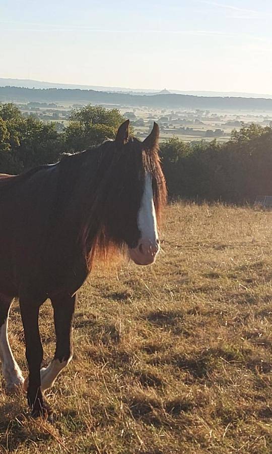 Glastonbury Glamping Retreat, Tor View Farm in Somerset