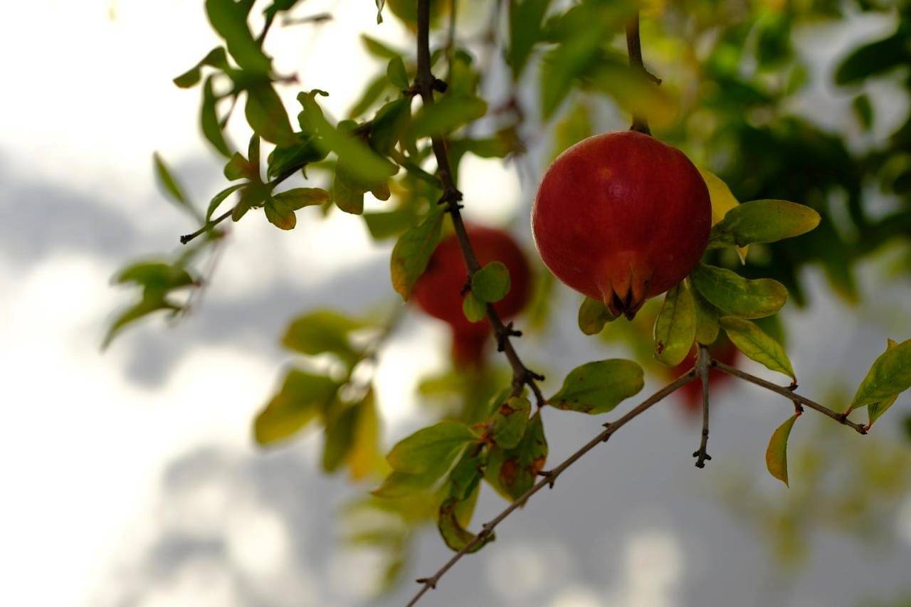Apartamento entero, La Posidonia in Rodalquilar, Níjar