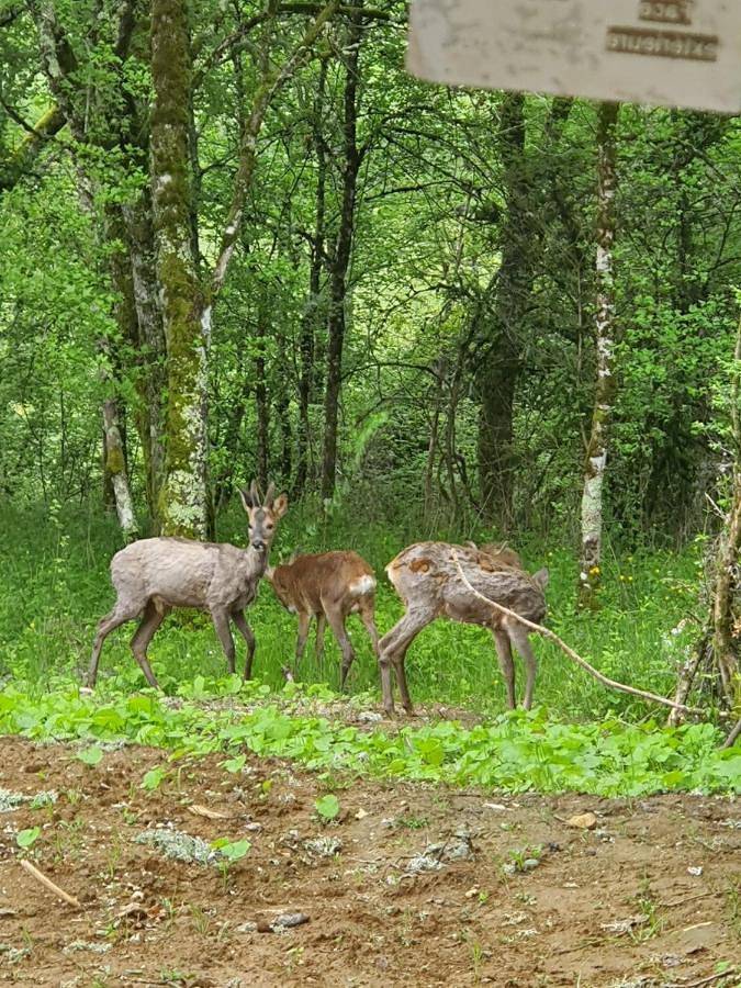 Location de vacances pour 12 personnes, avec piscine ainsi que terrasse et vue, animaux acceptés à Bouzic - 2