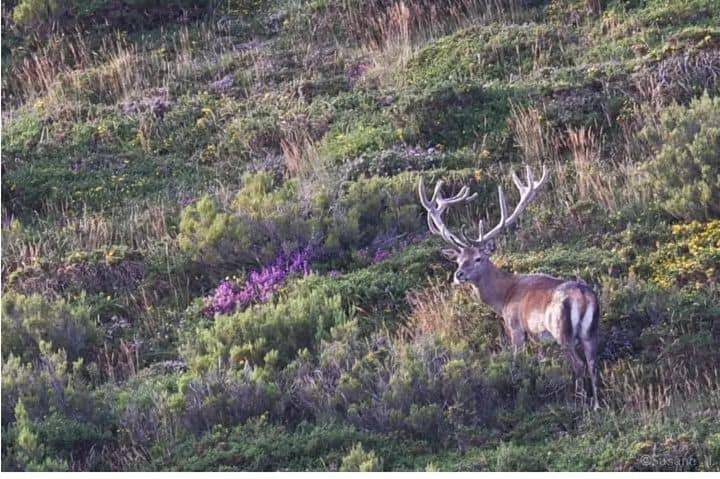 Casa rural para 6 personas, con terraza y vistas, Se admiten mascotas en Valle de Cabuérniga - 4