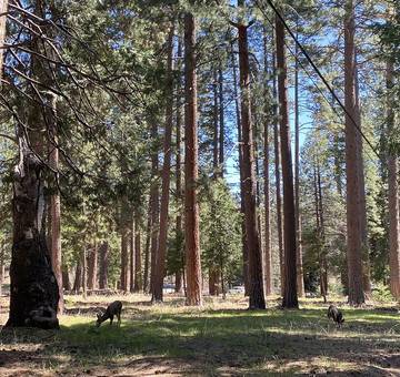Log Cabin for 8 Guests in Idyllwild, Riverside County, Picture 2