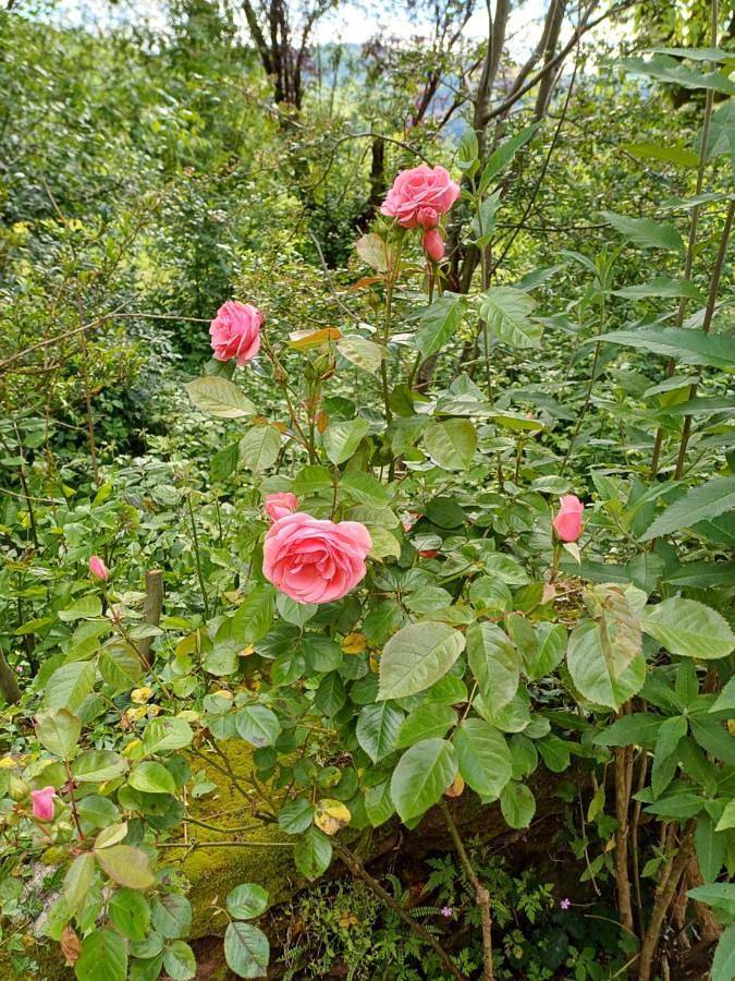 Location de vacances pour 2 personnes, avec jardin et terrasse à Saint-Cyprien-sur-Dourdou - 2