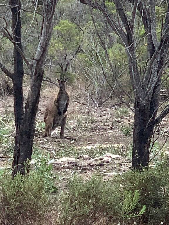 “Charlie Bates Cottage” in Penneshaw, Känguru-Insel