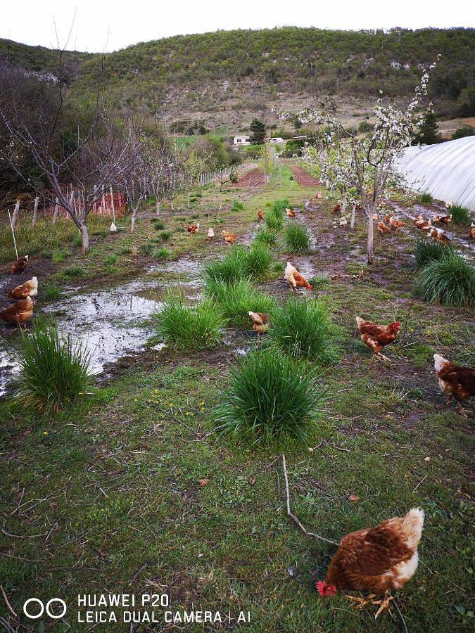 Maison d’hôte pour 2 personnes, avec terrasse ainsi que piscine et vue dans les Alpes-de-Haute-Provence - 4
