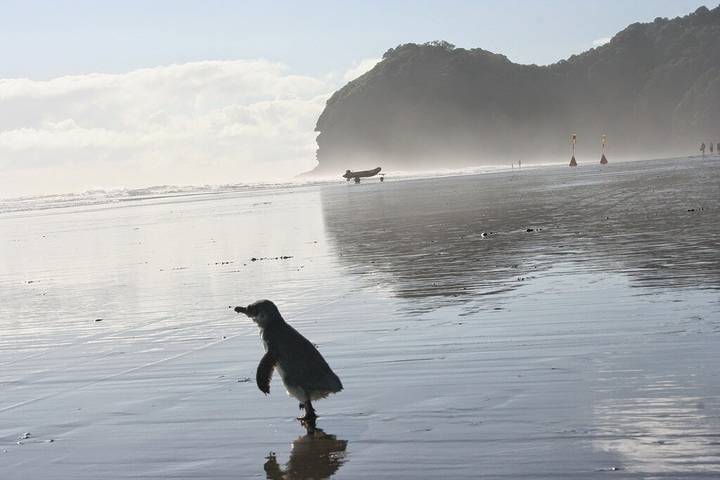 Location de vacances pour 16 personnes, avec jardin, animaux acceptés à Auckland - 3