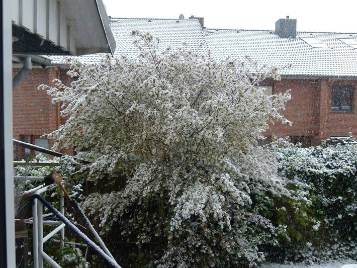 Ferienwohnung für 4 Personen, mit Balkon in Hollern-Twielenfleth - 2