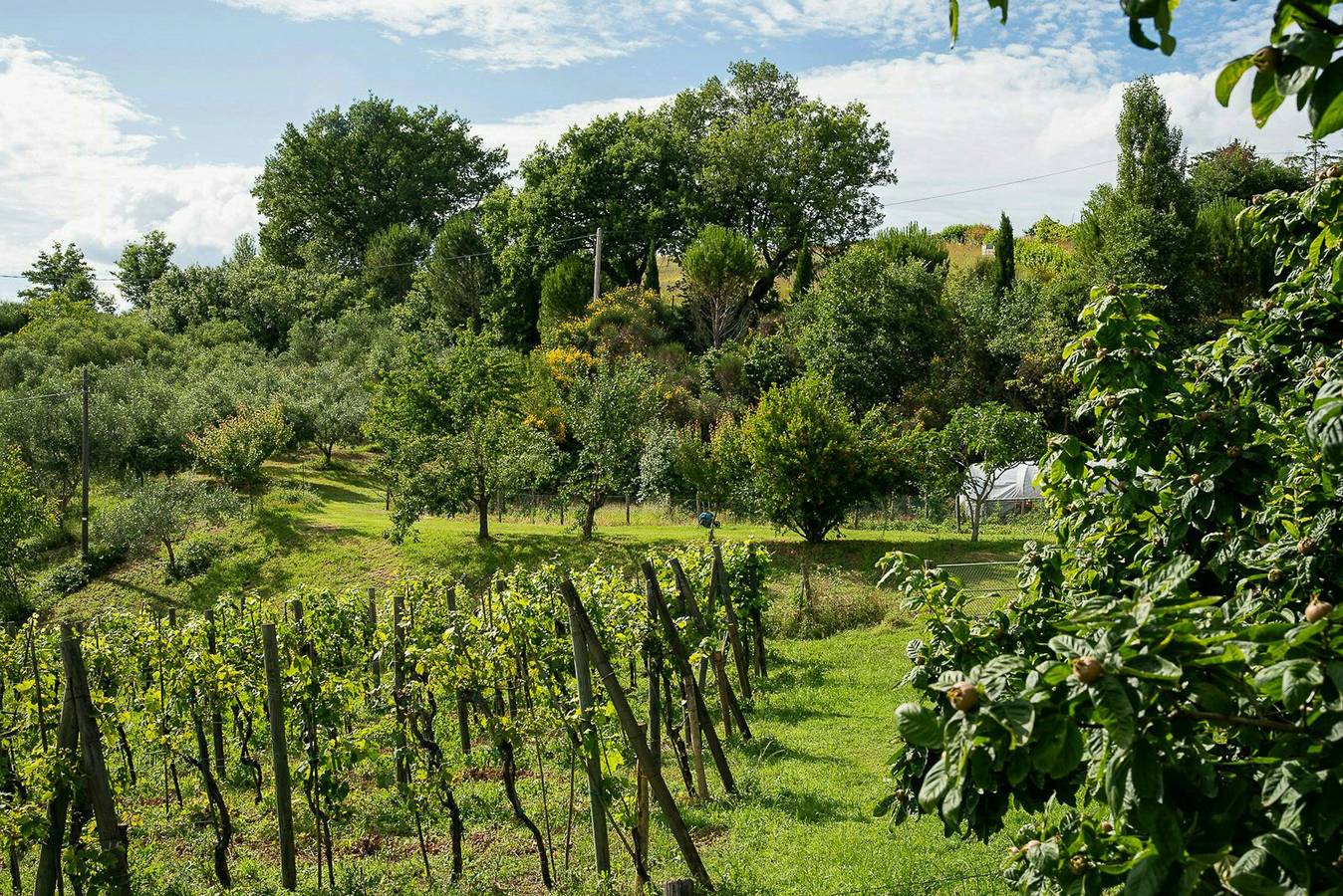 Agroturismo ecológico entre olivares cerca de Montone in Città di Castello, Valtiberina