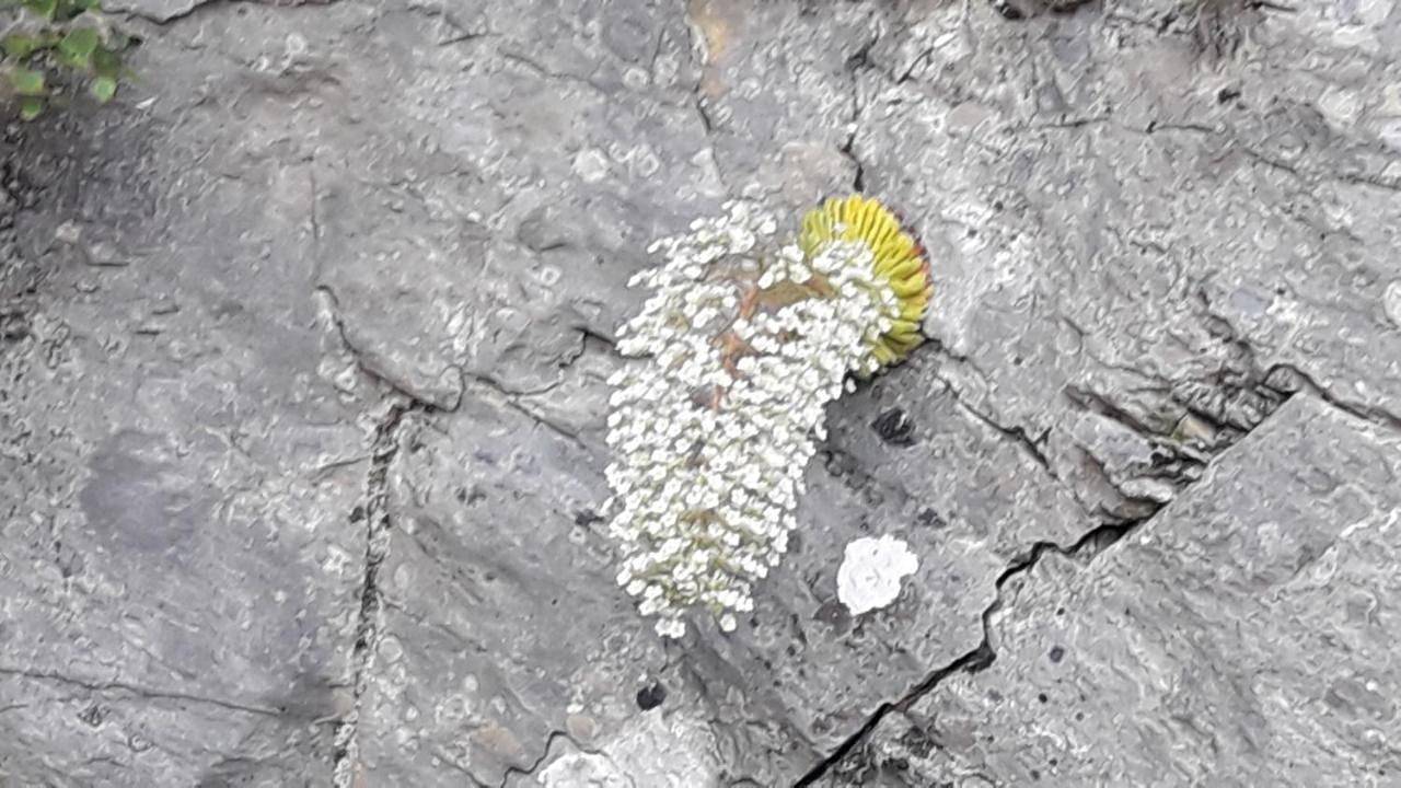 Chambres d'hôtes L'Astazou in Gavarnie, Parc national des Pyrénées