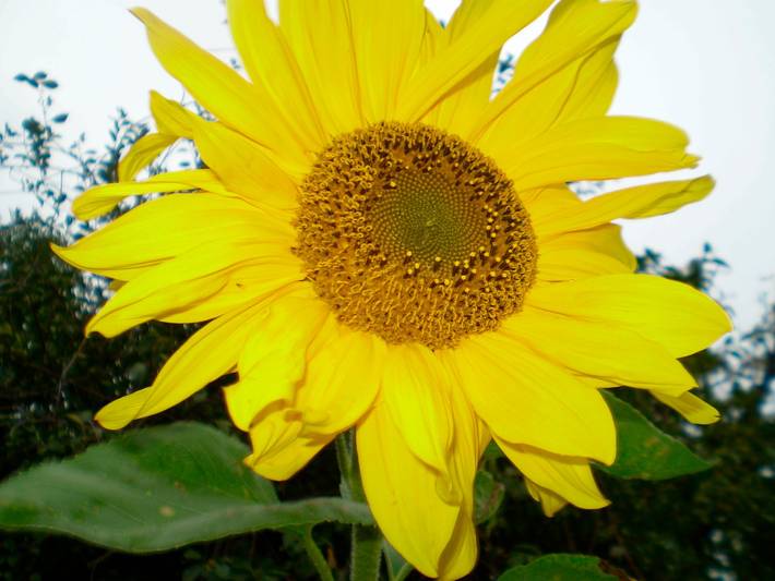 Ferienhaus für 5 Personen, mit Terrasse und Garten auf Fehmarn - 2