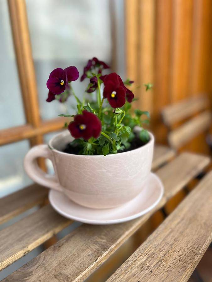 Ferienwohnung für 2 Personen, mit Balkon und Terrasse sowie Garten und Ausblick in Hallstatt - 2