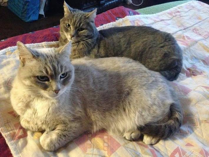 Maison d’hôte pour 2 personnes, avec jardin ainsi que terrasse et piscine à Lempaut - 4