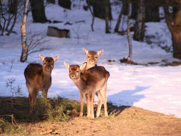 Ferienwohnung für 3 Personen in Alt Schwerin, Naturpark Nossentiner/Schwinzer Heide, Bild 4