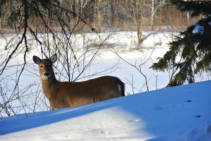 Apartamento para 3 personas, con jardín y sauna además de piscina y vistas en Estación de esquí de La Pinilla
