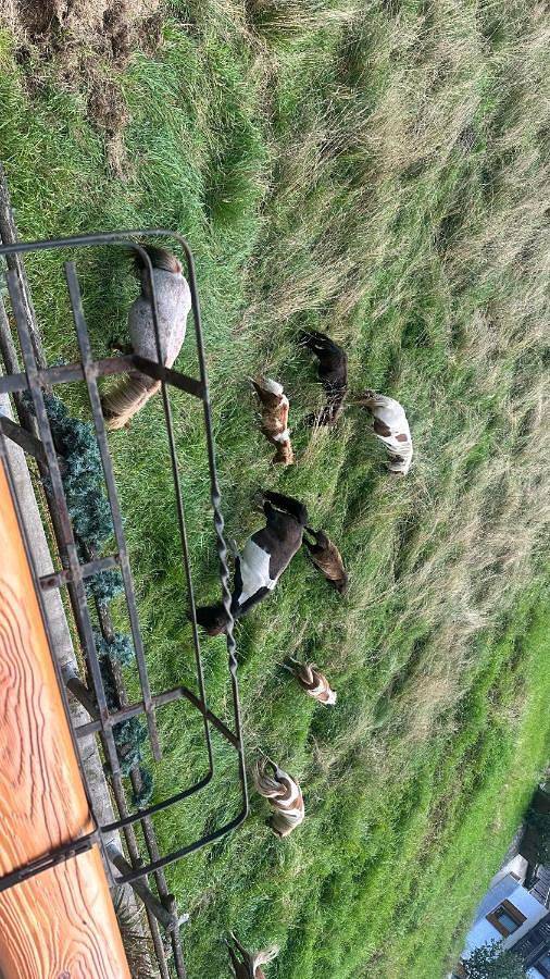 Gîte pour 2 personnes, avec jardin et vue à Santo Stefano di Cadore - 2