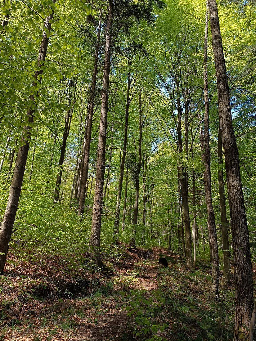 Ganze Ferienwohnung, Ferienwohnung mit privatem Naturschwimmteich - Ferienwohnung mit direktem Zugang zum Garten in Laimbach am Ostrong, Gemeinde Münichreith-Laimbach