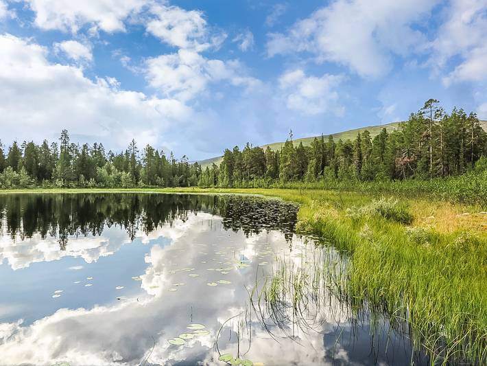 Ruska in Lappland