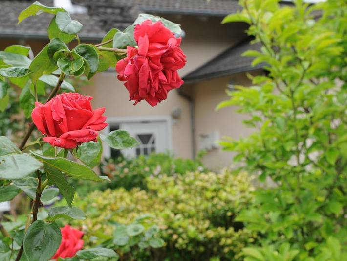 Ferienhaus für 4 Personen, mit Balkon und Terrasse in Sankt Goar - 3