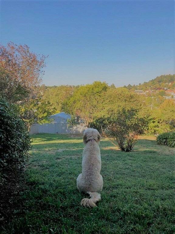 Tara Cottage - tierfreundlich in Hepburn Springs, Hepburn Shire