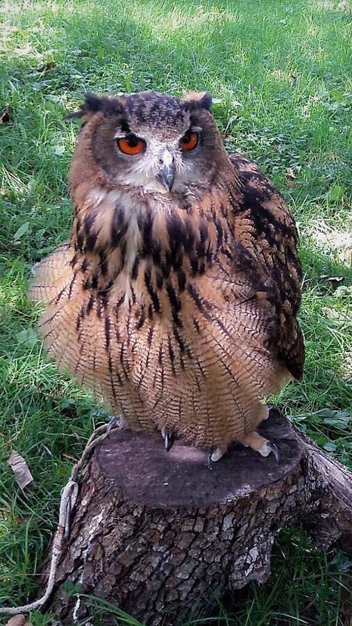 El Escondite del Miera in San Roque de Riomiera, Valle del Miera