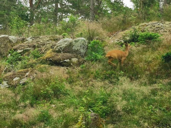 4 personer fritidhus i Brålanda in Dalsland