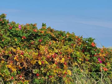 Ferieudlejning til 8 Personer i Lyngså, Nordøstjylland, Billede 4