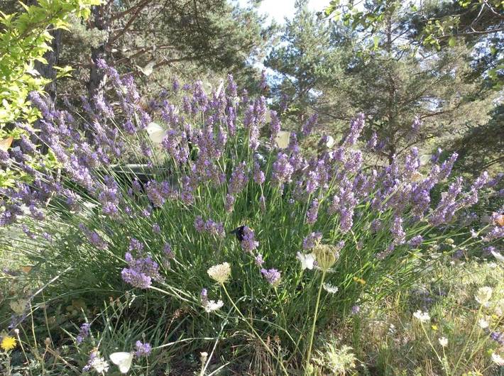 Location de vacances pour 5 personnes, avec jardin à Caille (Alpes-Maritimes) - 4