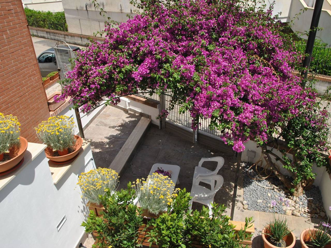 Bouganville - Bouganville 29.1 in Sperlonga, Latina Provinz