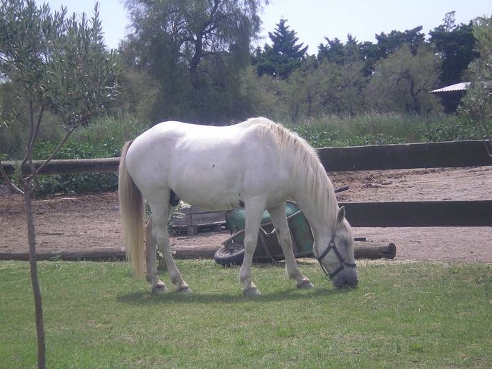 Gîte pour 4 personnes, avec jardin, animaux acceptés à Saintes-Maries-de-la-Mer - 2