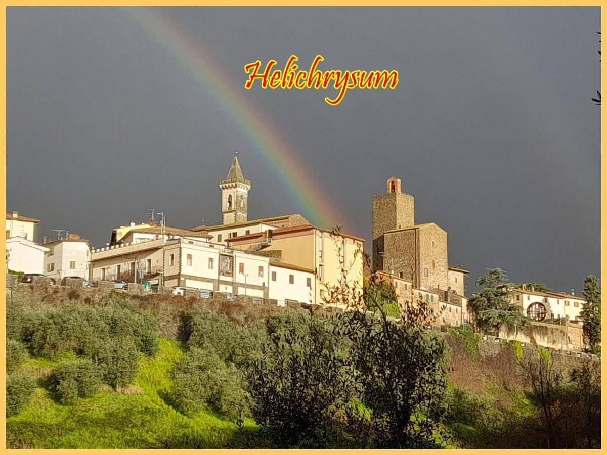 Helichrysum in Vinci, Province de Florence