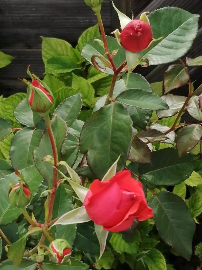 Maison d’hôte pour 3 personnes, avec terrasse et jardin dans Tubingen - 3