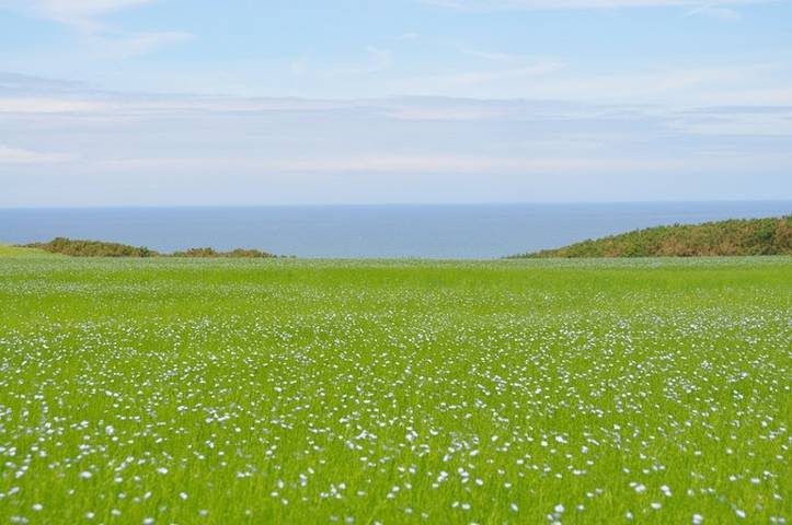 Gîte für 12 Personen, mit Terrasse und Garten in der Normandie - 4