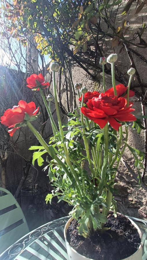 Location de vacances pour 2 personnes, avec jacuzzi et jardin à Pexiora - 2