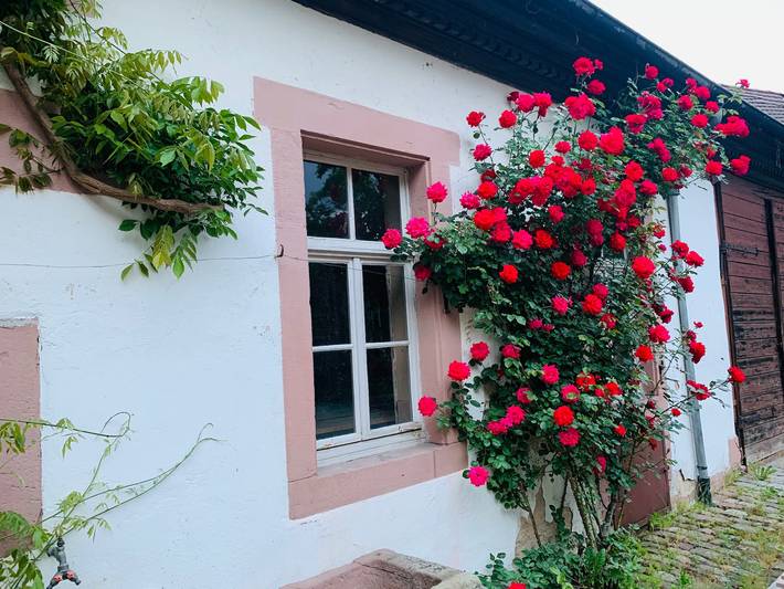 Gîte pour 5 personnes à Gernsbach - 3