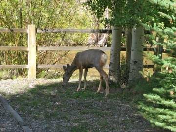 Vacation House for 10 Guests in Red River, Taos County, Picture 3
