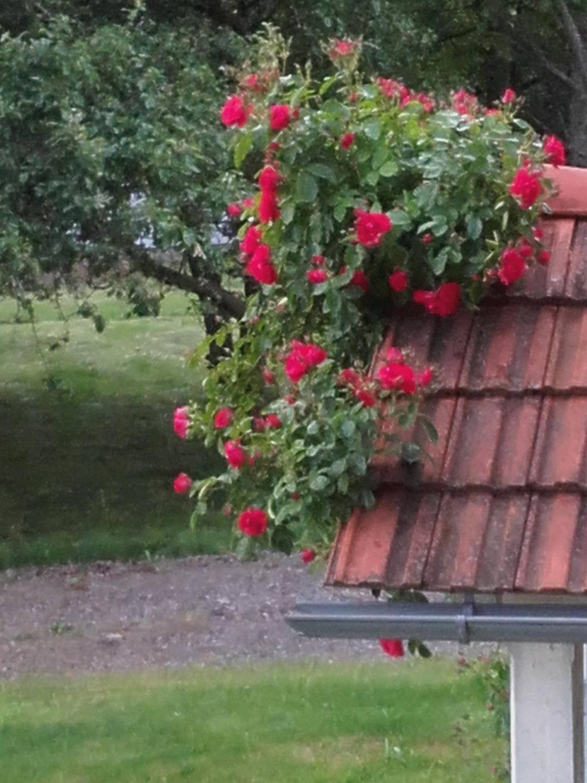 Ferienhaus Müller in Südoststeiermark, Sankt Anna am Aigen