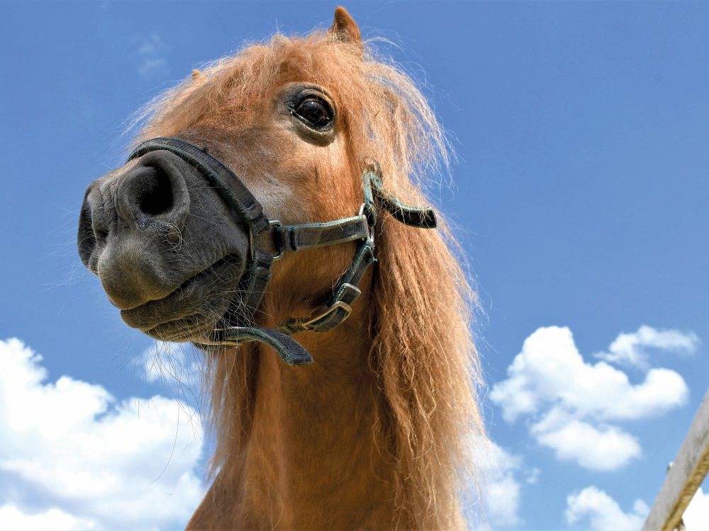 Bauernhof für 4 Personen in Schmallenberg, Sauerland