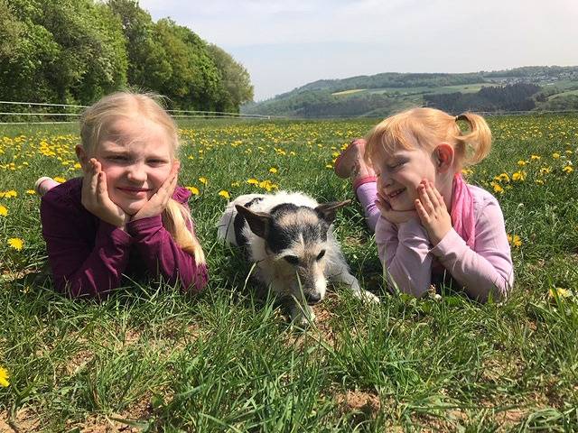 Western Riding Service - Reh in Bad Rappenau, Kraichgau