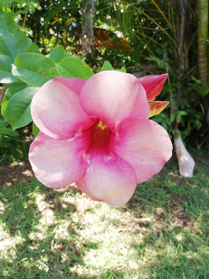 Chambre d’hôte pour 2 personnes, avec jardin à Baie-Mahault - 2