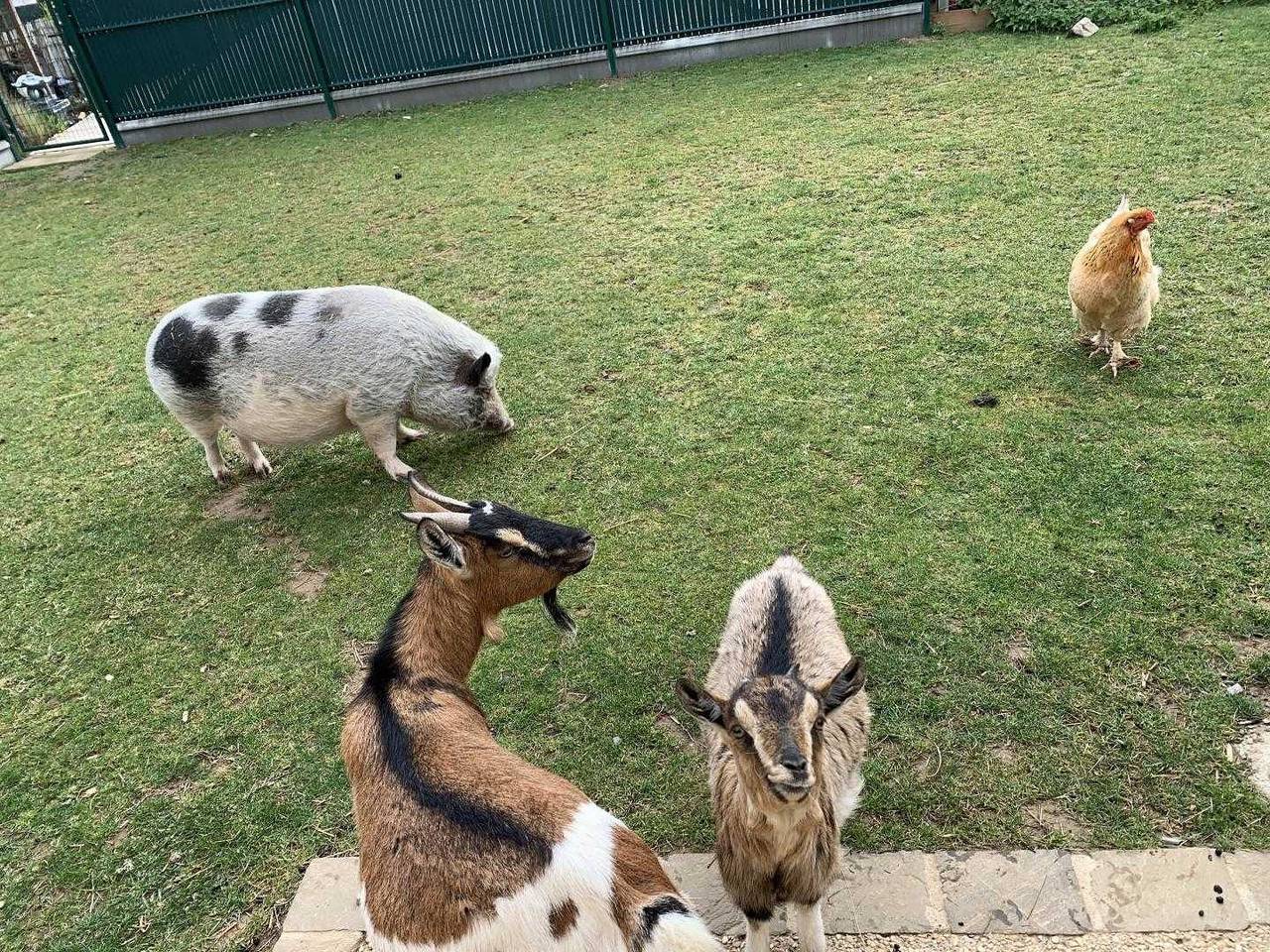 Gîtes de France® - Bienvenue chez les Biquettes in Octeville-sur-Mer, Région du Havre