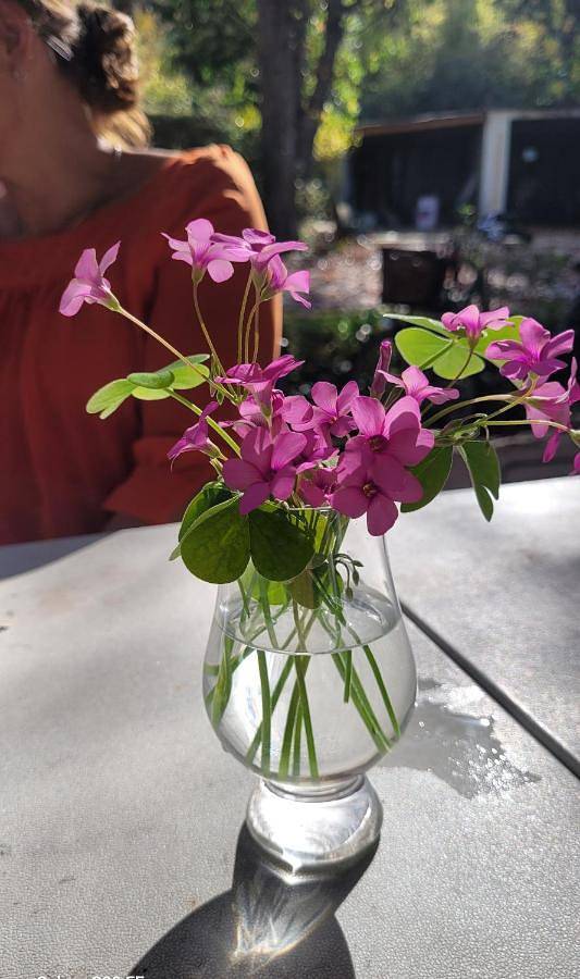 Location de vacances pour 2 personnes, avec vue et terrasse à Couiza - 4