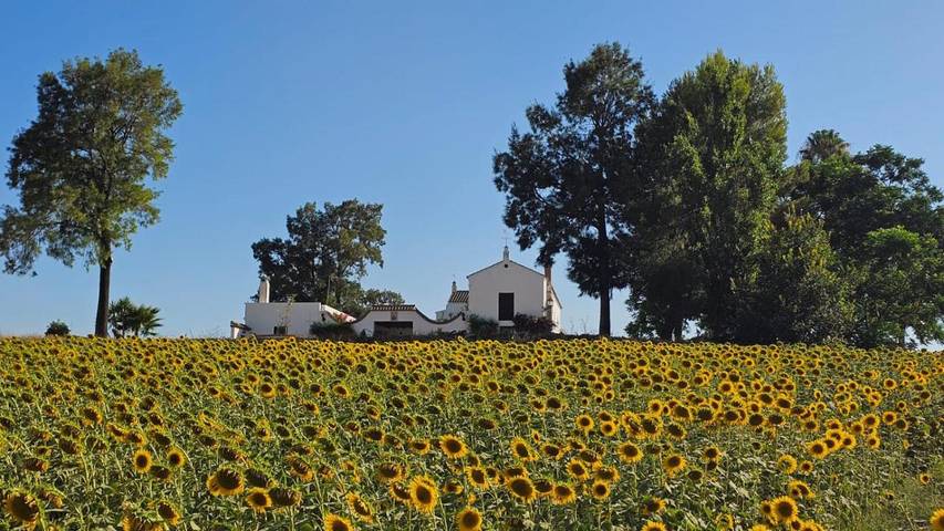 Casa rural para 19 personas, con vistas además de piscina y jardín, Se admiten mascotas en Arcos de la Frontera - 3