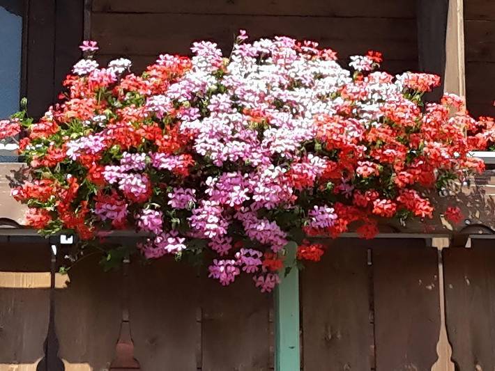 Ferienwohnung für 4 Personen, mit Garten und Balkon am Großer Alpsee - 4